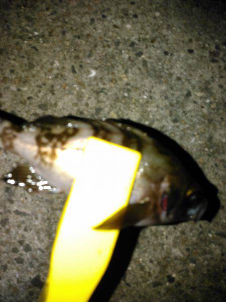 メバリング、タコ、