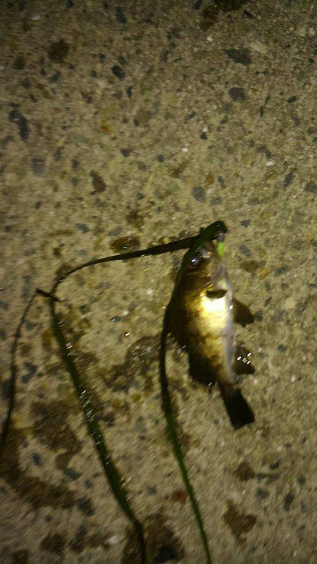 エギングからのメバリング