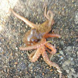 オクトパッシング