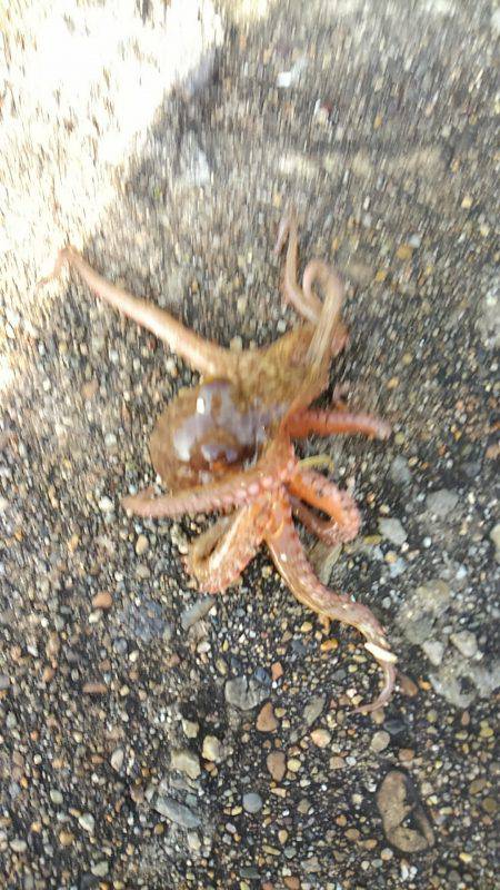 オクトパッシング