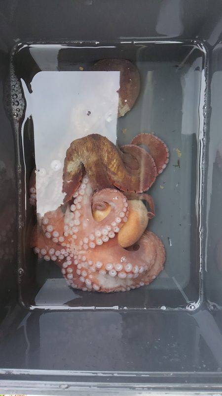 オクトパッシング