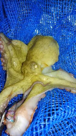 タコを釣りたくて