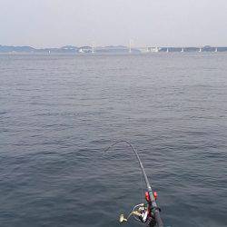 メガフロート海釣り公園釣果