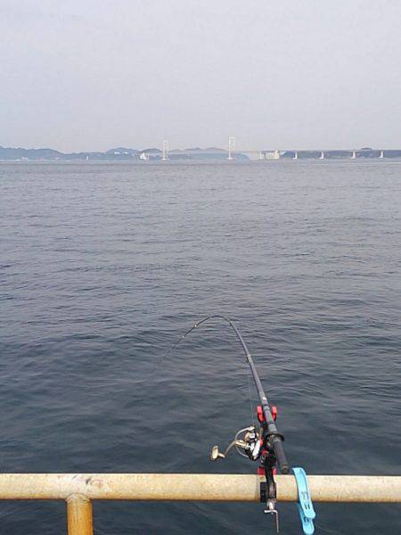 メガフロート海釣り公園釣果