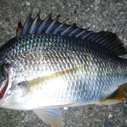 サクッとチニング♪