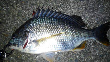 サクッとチニング♪