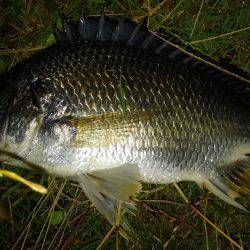 キビレプチ爆でした〜！