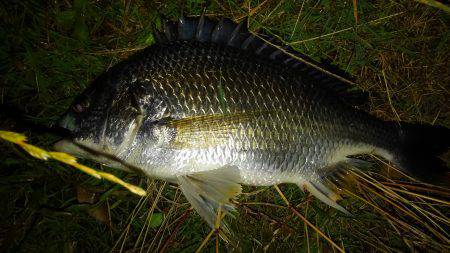 キビレプチ爆でした〜！