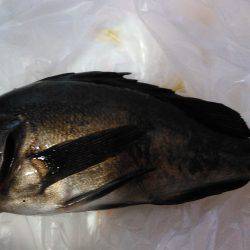 雑賀崎付近の堤防にて