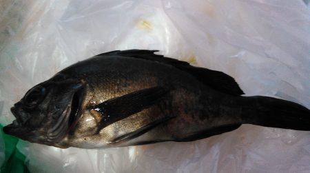 雑賀崎付近の堤防にて