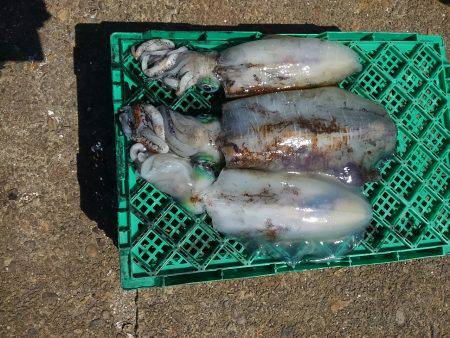 筏でアオリイカ