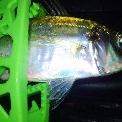 何とかホゲ回避