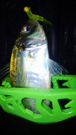 何とかホゲ回避