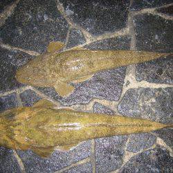 初のサーフ釣り