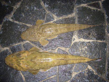 初のサーフ釣り