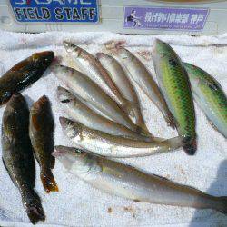 近場の東二見港へ釣行