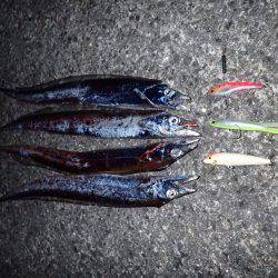 短い時合いにサクッと♪