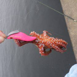 五目タコエギＤＥタコ♪