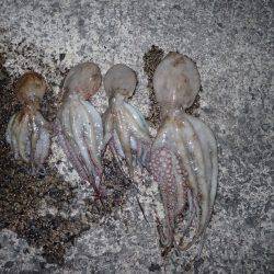 五目タコエギＤＥタコ♪