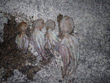 五目タコエギＤＥタコ♪