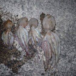 五目タコエギＤＥタコ♪