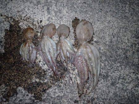 五目タコエギＤＥタコ♪