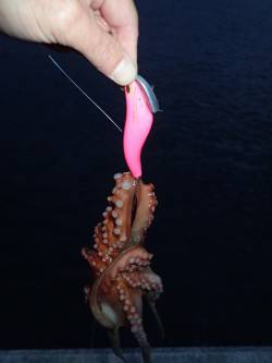 五目タコエギＤＥタコ♪