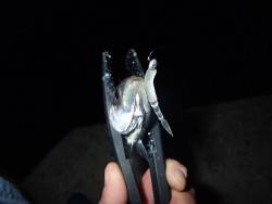 梅雨アジやっと来たー