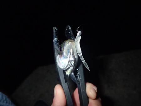 梅雨アジやっと来たー