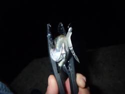 梅雨アジやっと来たー