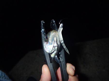 梅雨アジやっと来たー