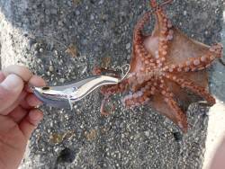 五目タコエギＤＥタコ♪