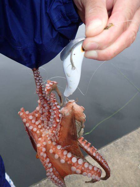 五目タコエギＤＥタコ♪