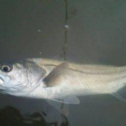 シーバス釣行に誘われて