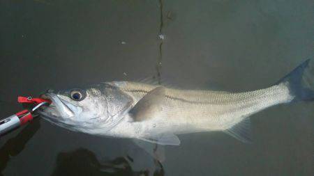 シーバス釣行に誘われて