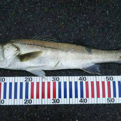 雨上がりのシーバス