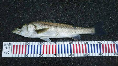 雨上がりのシーバス