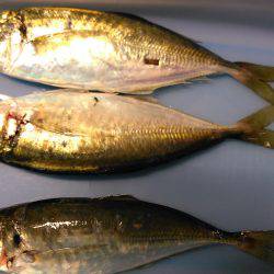 ２０～３０分に一回の回遊待ち