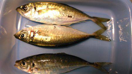 ２０～３０分に一回の回遊待ち