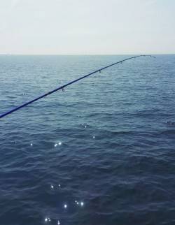 二色浜はサバ巡回してました♪