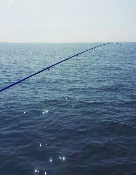 二色浜はサバ巡回してました♪