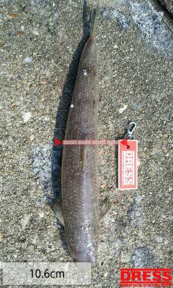 シンペンにてデイゲーム