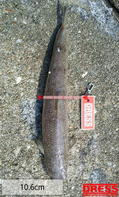 シンペンにてデイゲーム