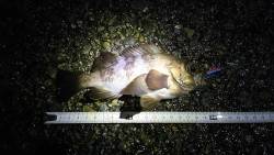 神戸港周辺夜釣り