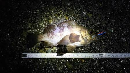 神戸港周辺夜釣り