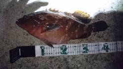 朝マズメまでの暇潰し