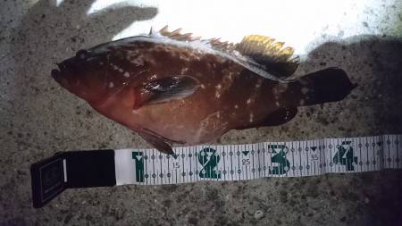 朝マズメまでの暇潰し