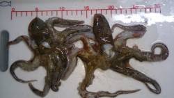 根掛かりでロスト