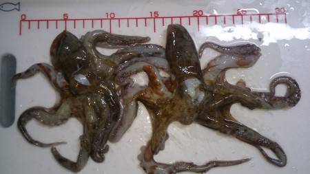 根掛かりでロスト