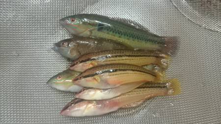 アジュール舞子にてサビキとちょい投げ